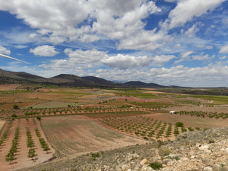 paisaje de viñedos