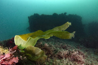 Bodega submarina-arrecife articial de Crusoe Treasure