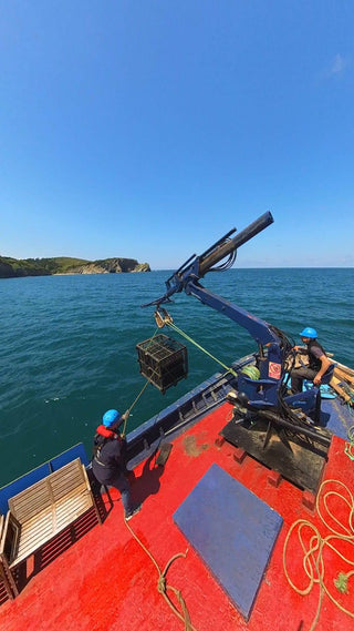 extraccion vino submarino crusoe treasure