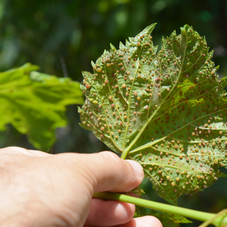 Hoja de vid con filoxera
