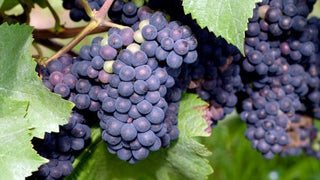 Uva tempranillo